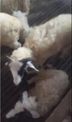 6 ekor domba jantan 6 bulanan siap penggemukan ternak qurban rawatan