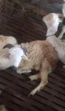 6 ekor domba jantan 6 bulanan siap penggemukan ternak qurban rawatan