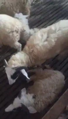 6 ekor domba jantan 6 bulanan siap ternak penggemukan qurban 2027 puas