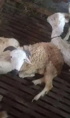6 ekor domba jantan 6 bulanan siap ternak penggemukan qurban 2027 puas