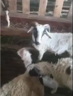 6 ekor domba jantan 6 bulanan siap penggemukan qurban ternak budidaya