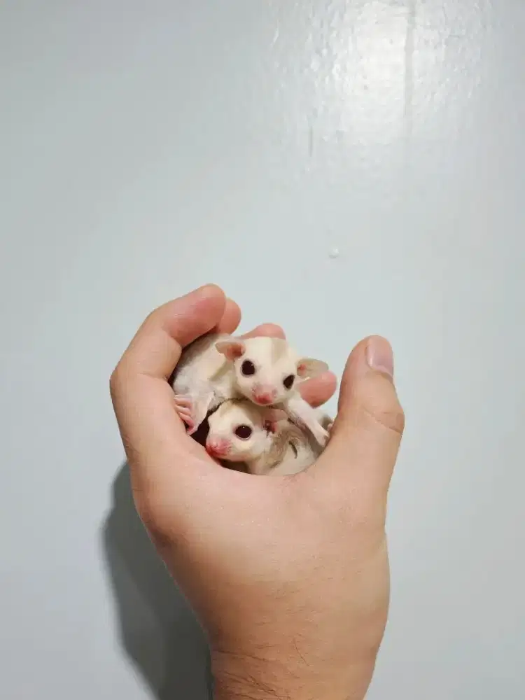 Sugar glider Creamino joey jinak