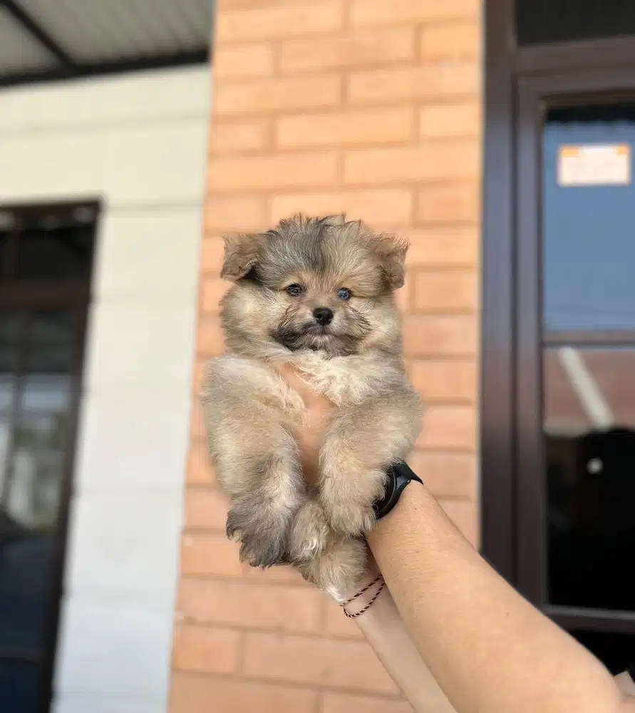 Anjing / puppies pompoo (pom x poodle) betina super gembul lucu