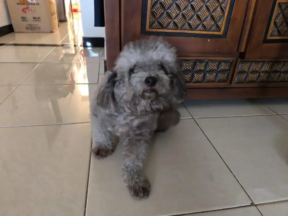 Jual Anjing Anabul