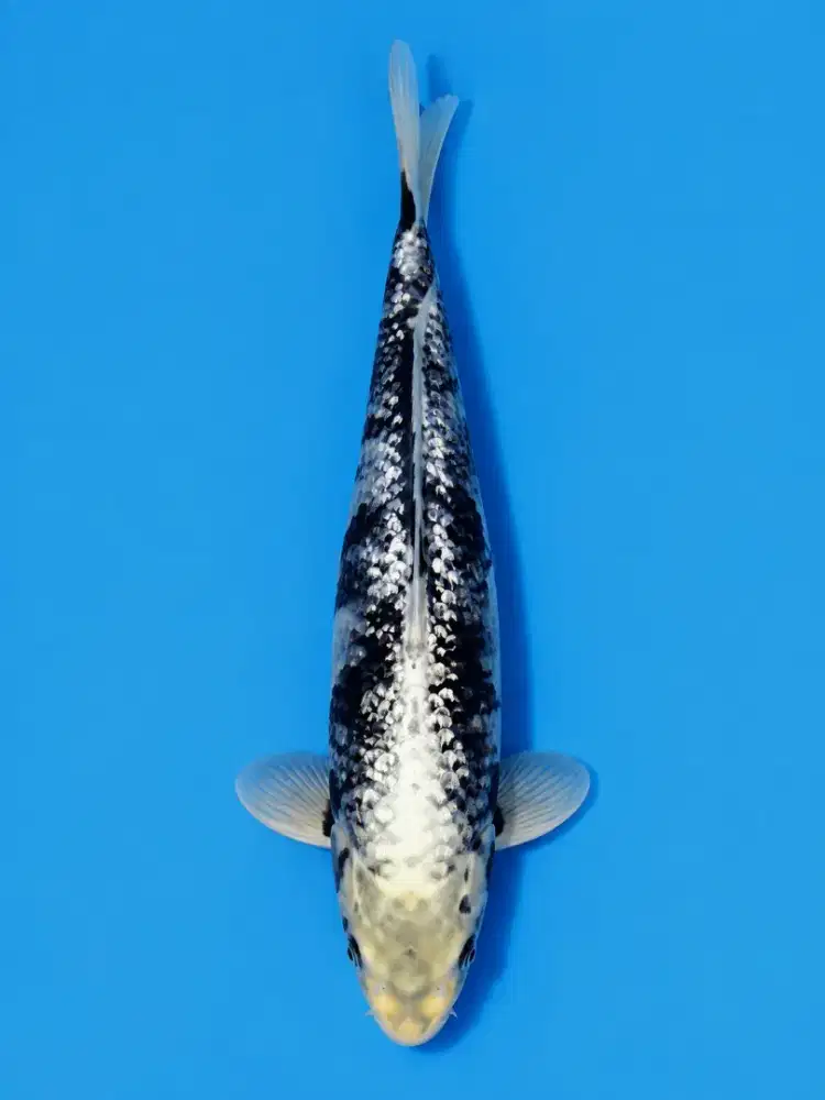 Koi Matsukawabake Ginrin