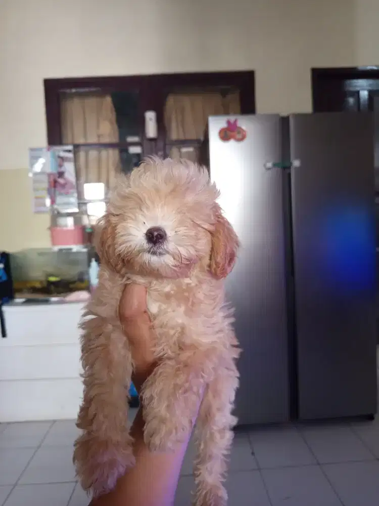 Maltipoo x redtoypoodle