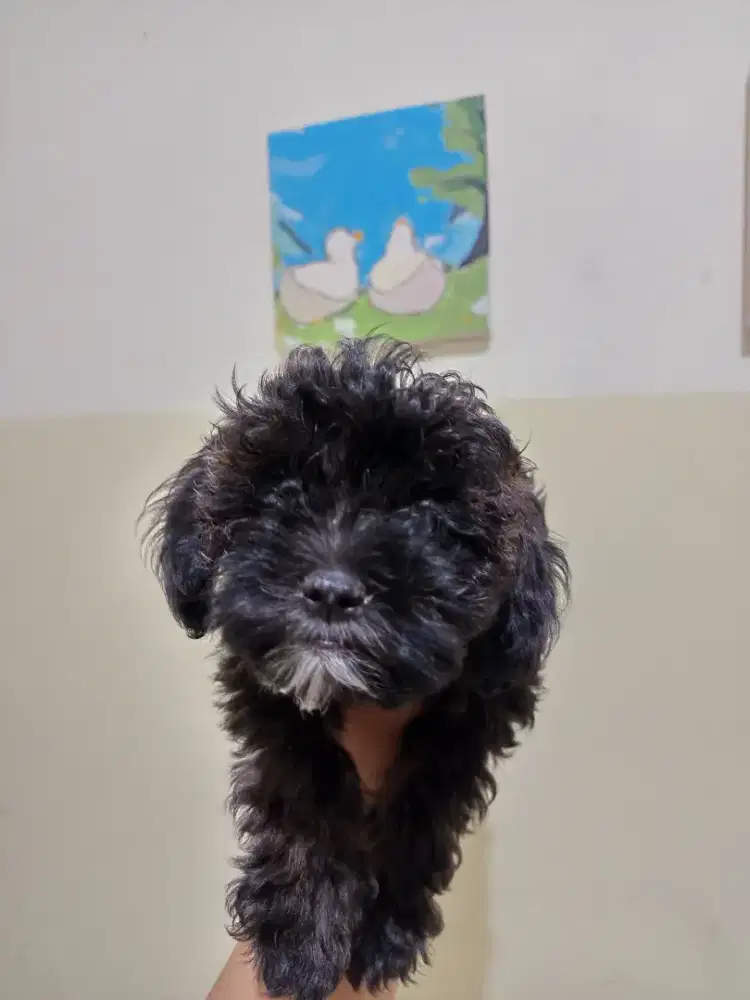 Maltipoo x redtoypoodle