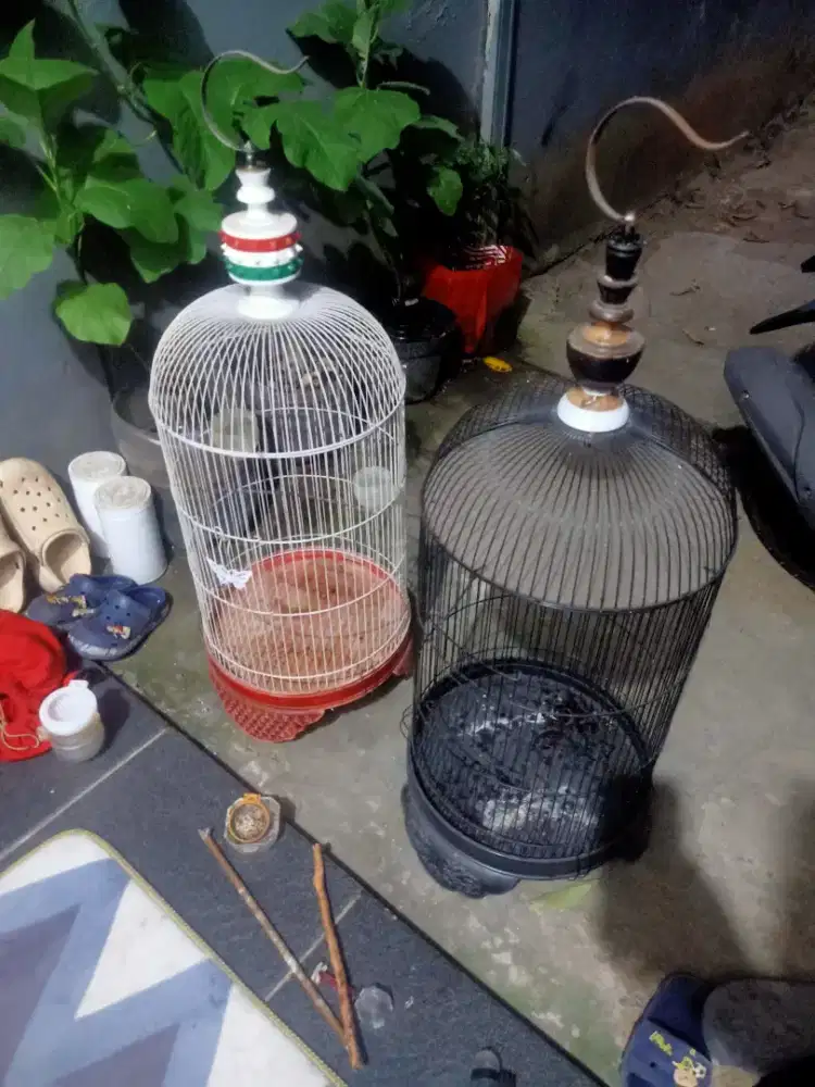 Dua Sangkar lovebird sangkar besi bulat