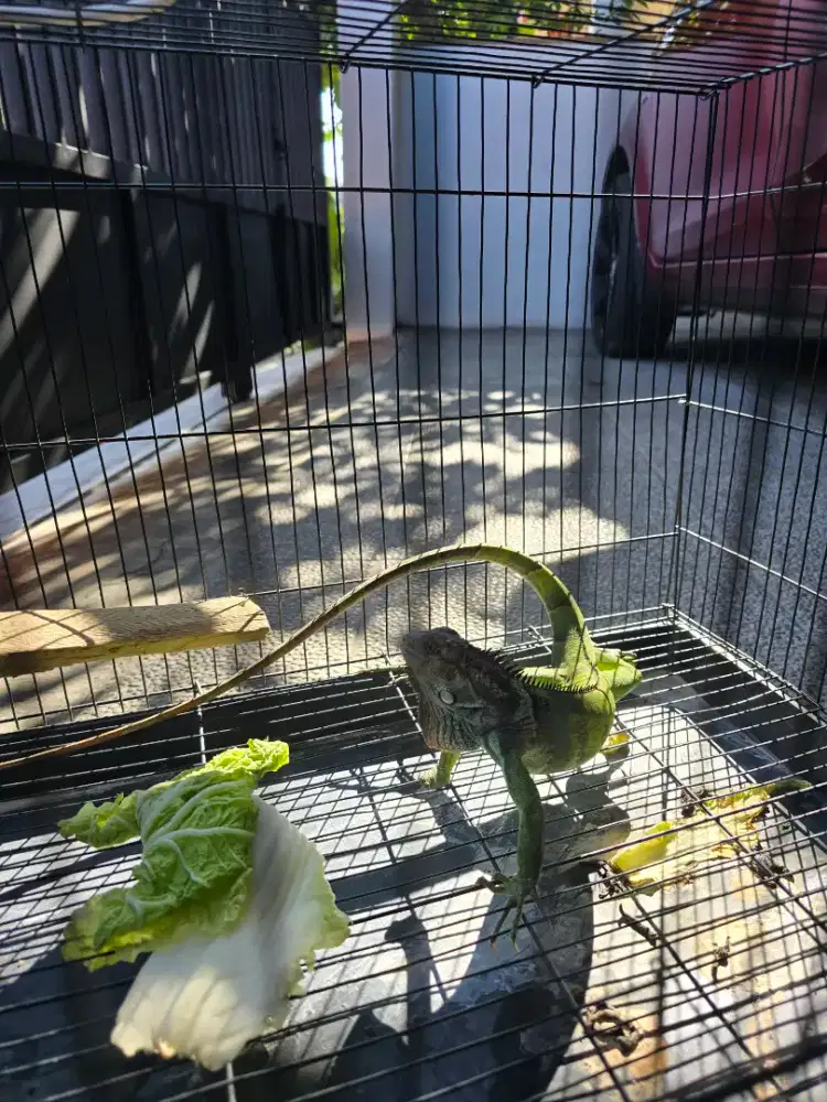 Iguana green 6 bulan