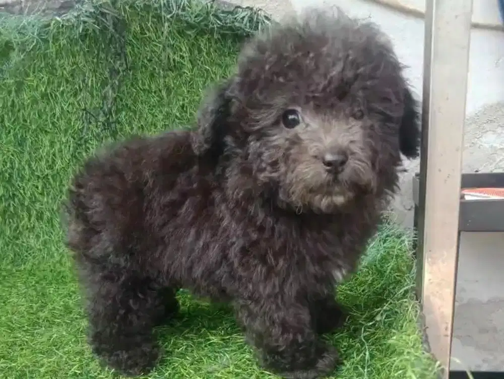 Anjing / puppies silver toy poodle cute