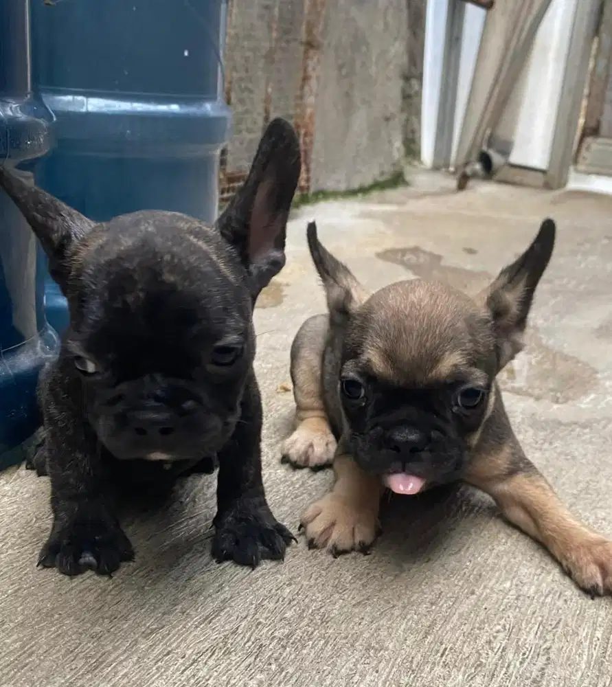Anjing / puppies french bulldog jantan