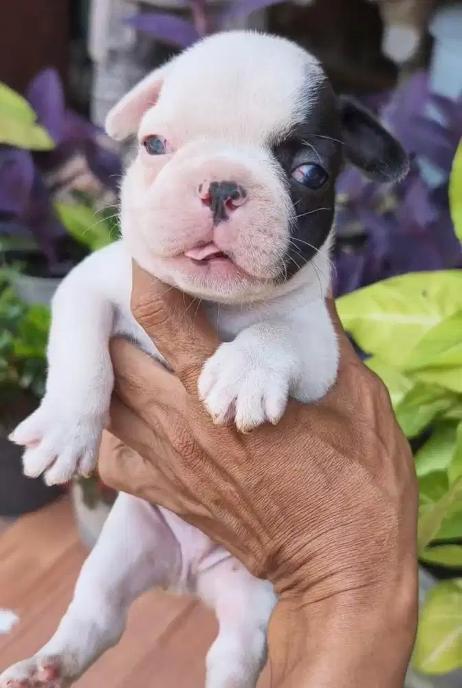 Anjing / puppies french bulldog jantan