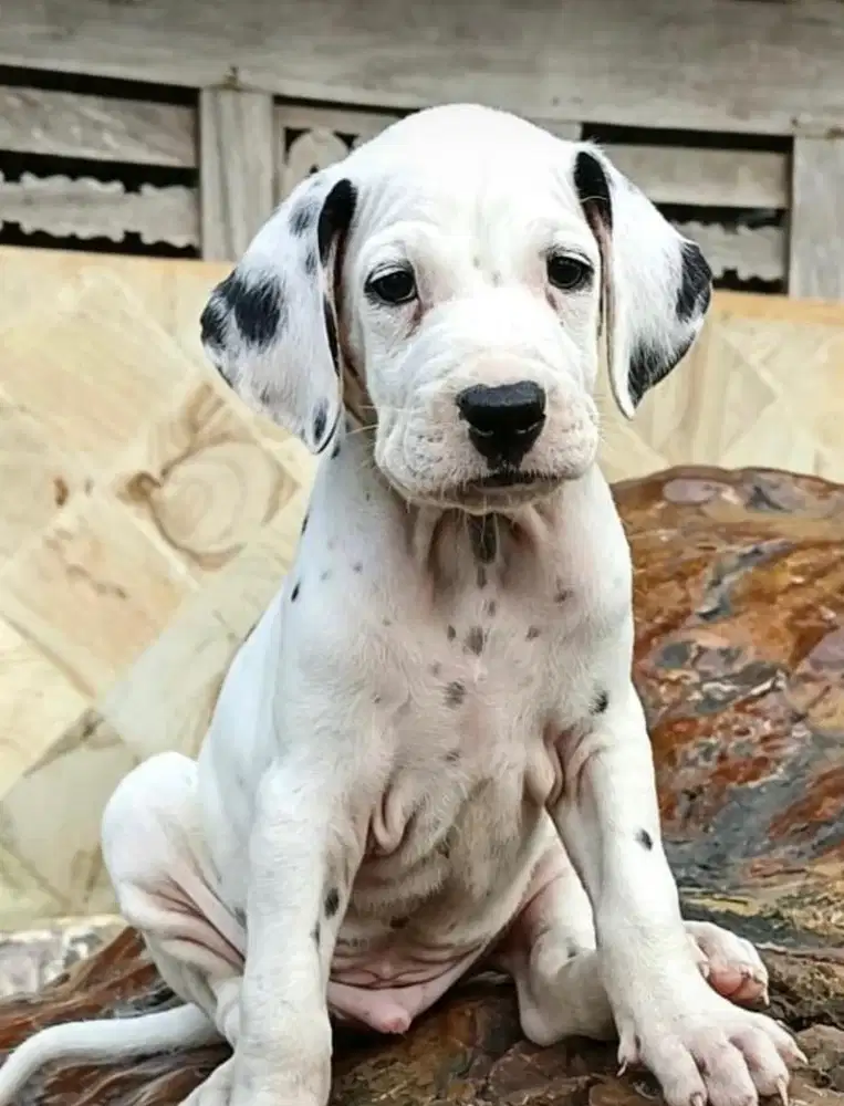 Anjing / puppies dalmatian cute