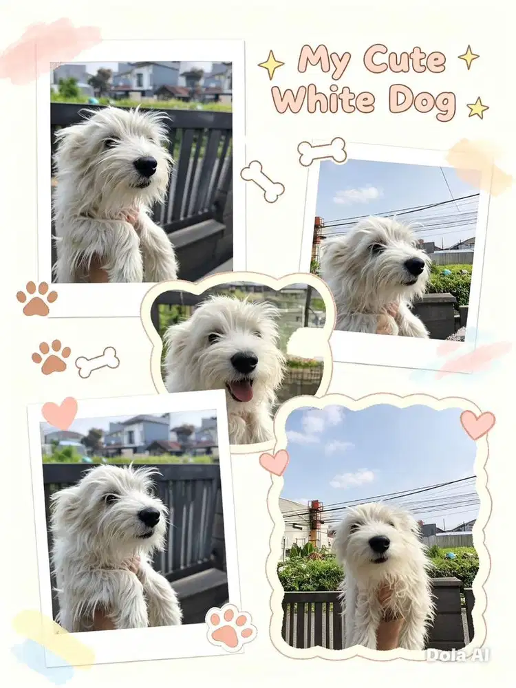 Anjing / puppies miniature schnauzer