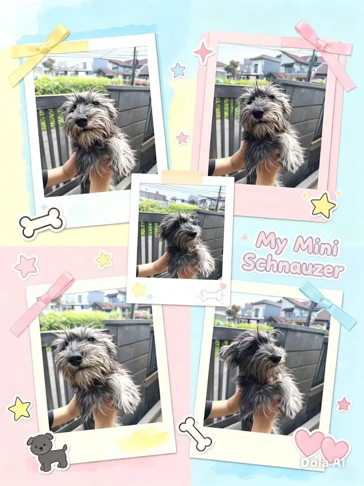 Anjing / puppies miniature schnauzer