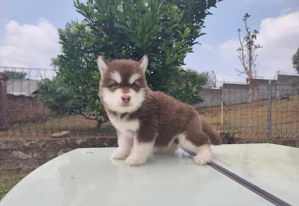 Anjing / puppies alaskan malamute