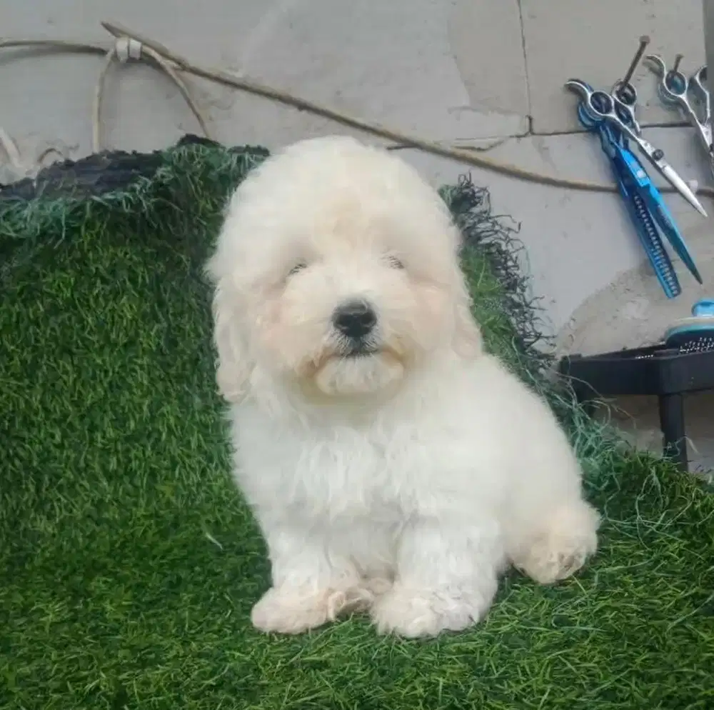 Puppies / anjing white toy poodle jantan