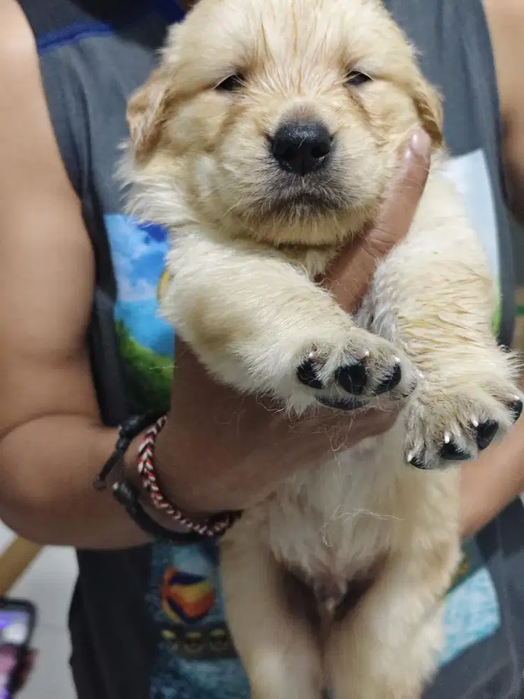Anjing/ puppies golden retriever bigbone