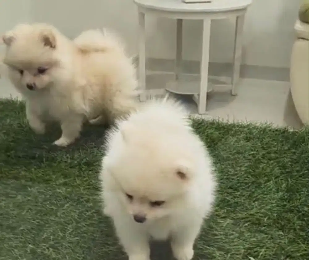 Puppies / anjing minipom betina cute