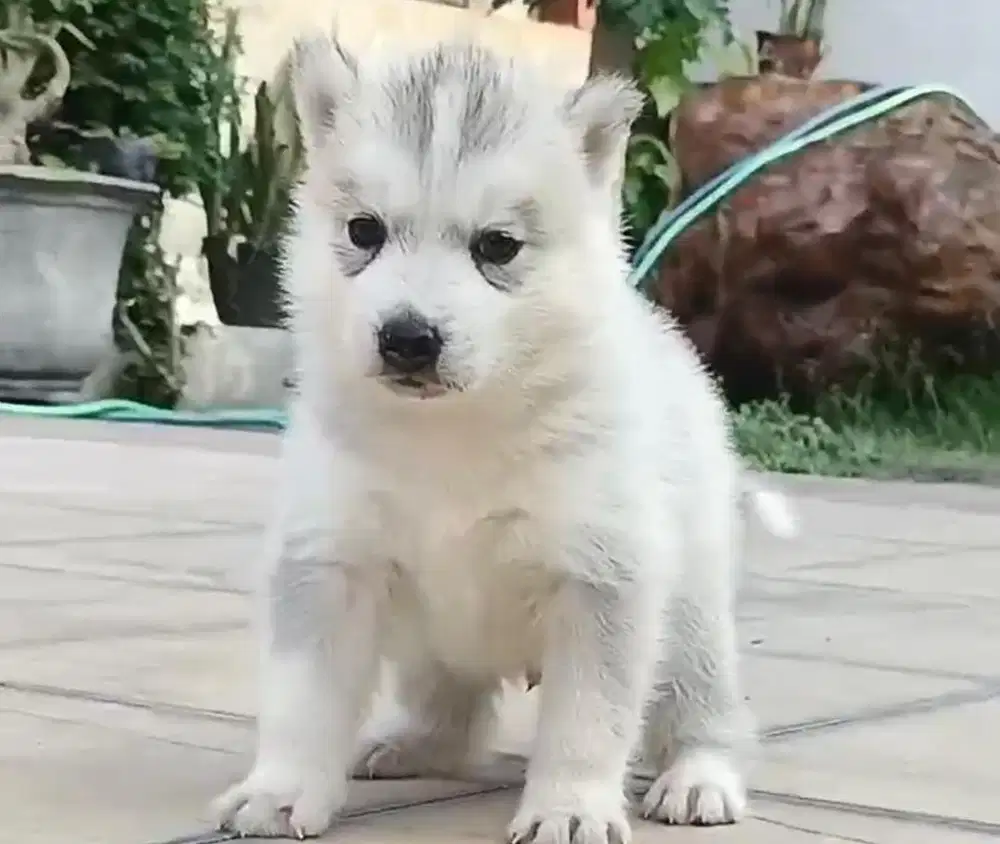 Anjing / puppies siberian husky jantan