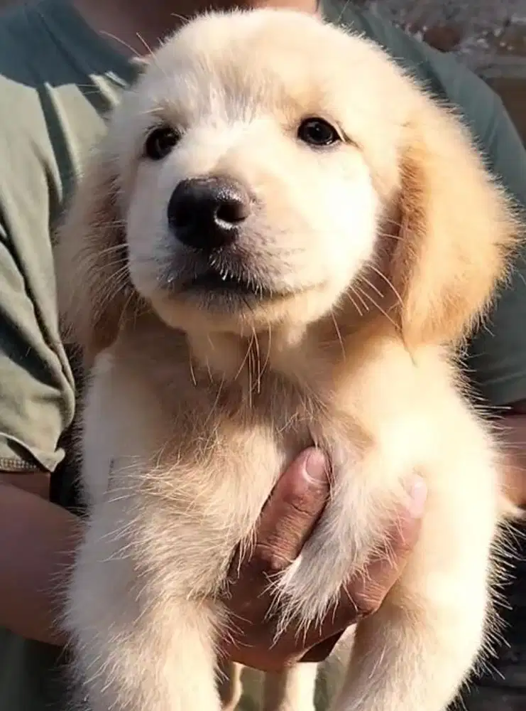 Anjing / puppies golden jantan