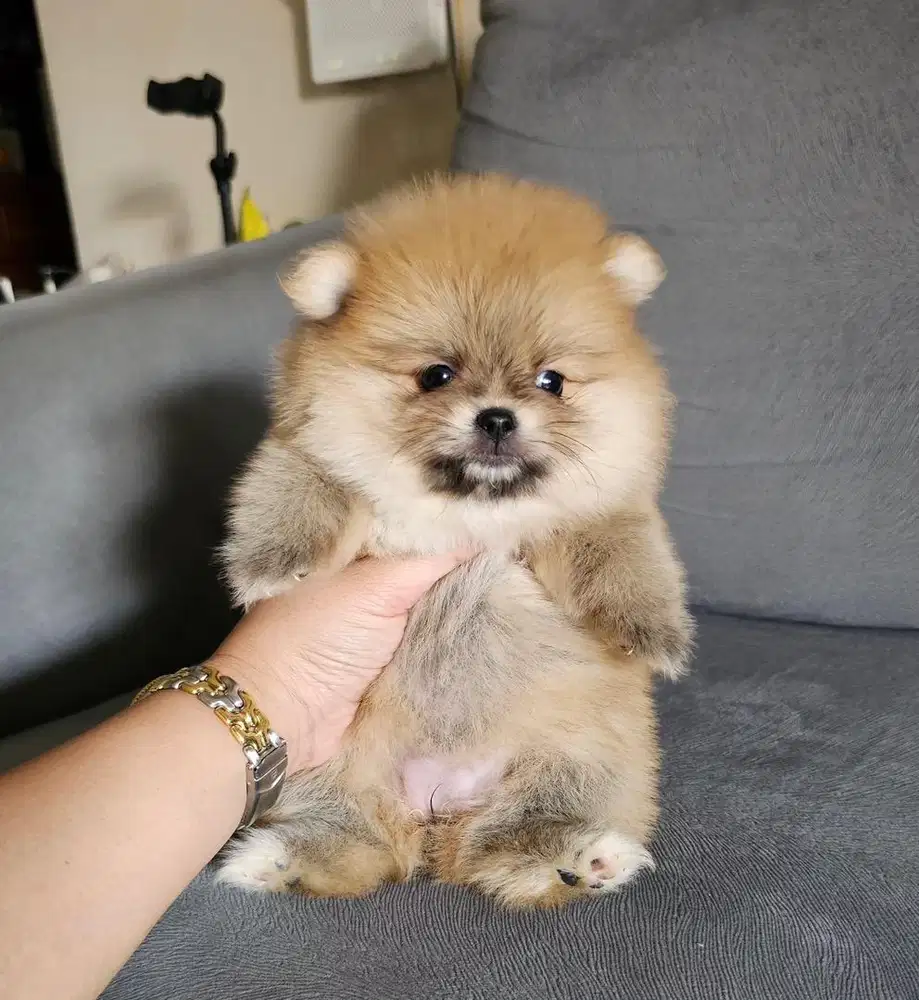 Anjing / puppies minipom betina cute