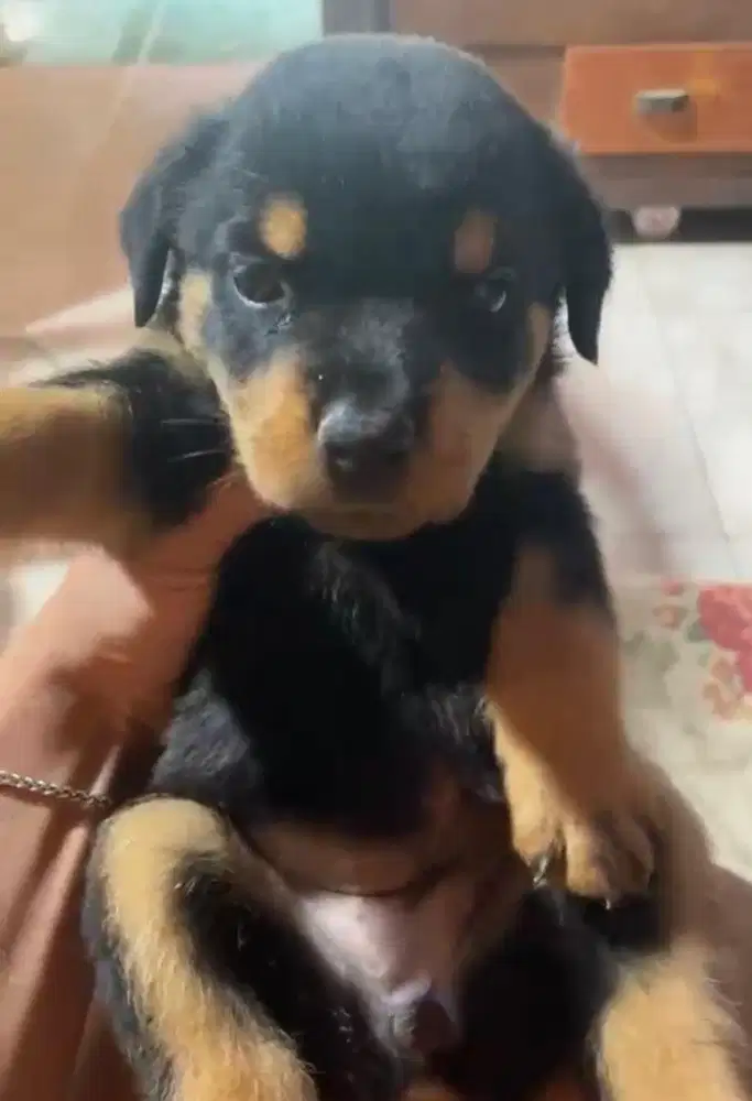 Anjing / puppies rottweiler betina
