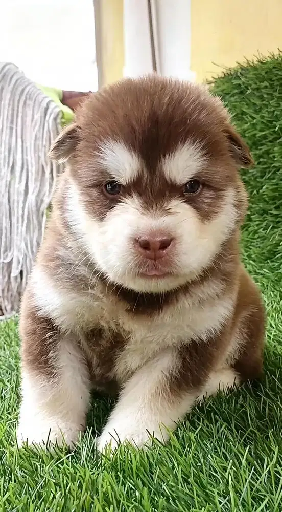 Anjing / puppies alaskan malamute betina