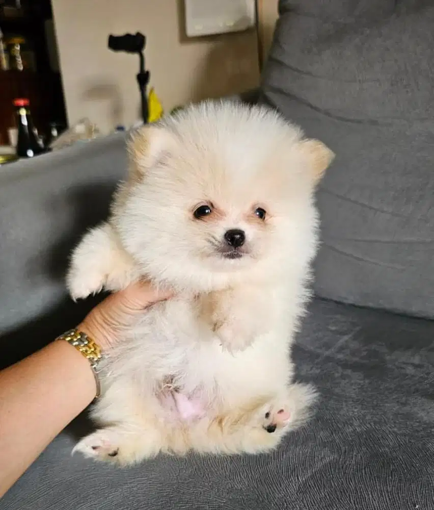 Puppies / anjing minipom jantan cute
