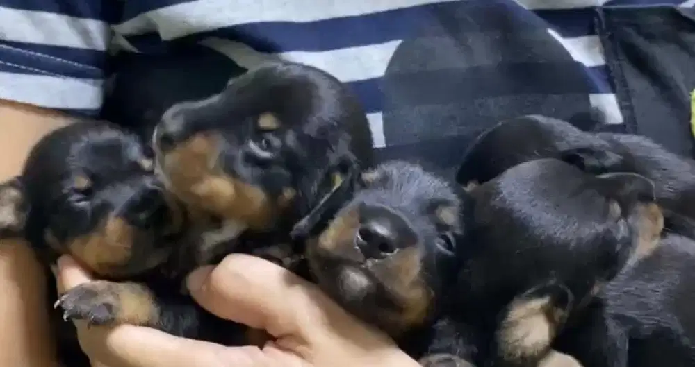 Anjing / puppies teckel cute