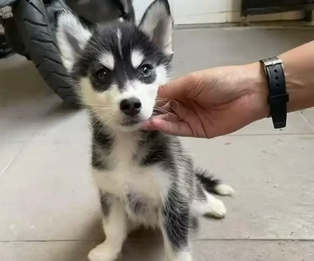 Anjing / puppies siberian husky
