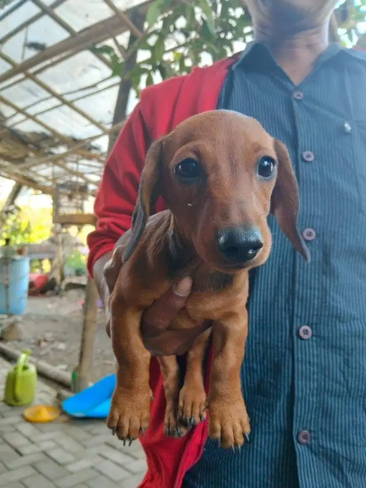 Anjing/ puppies teckel betina