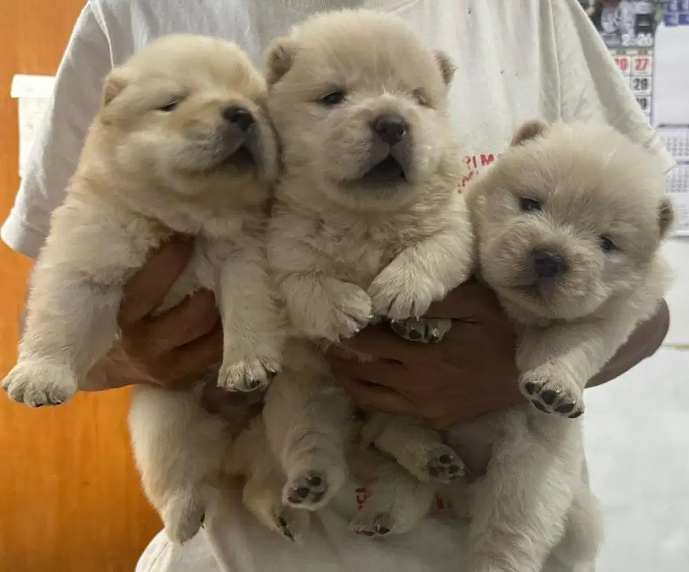 Anjing / puppies chow-chow cute