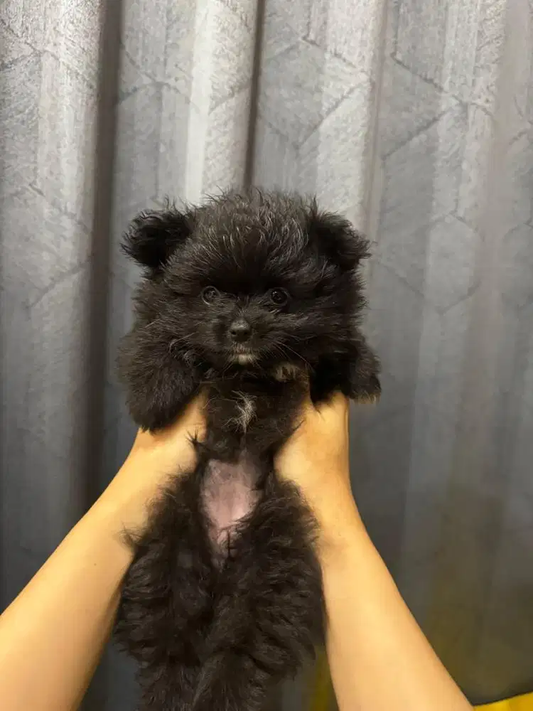 Anjing / puppies minipom hitam rare colour