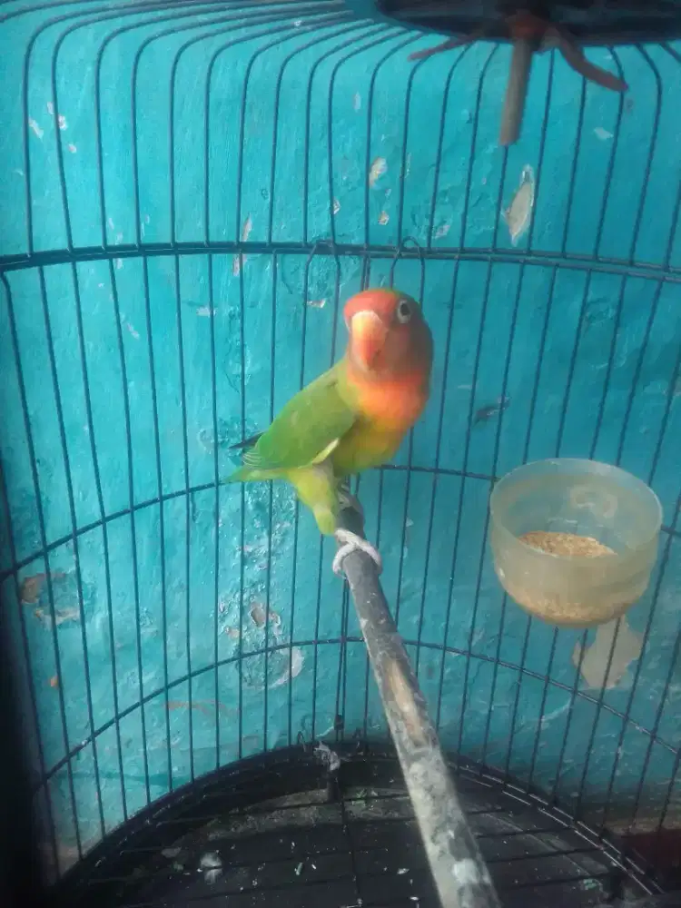 LOVEBIRD NON KLEP 800 FULSET BUAT KOLEKSI NYA DAN TERNAK