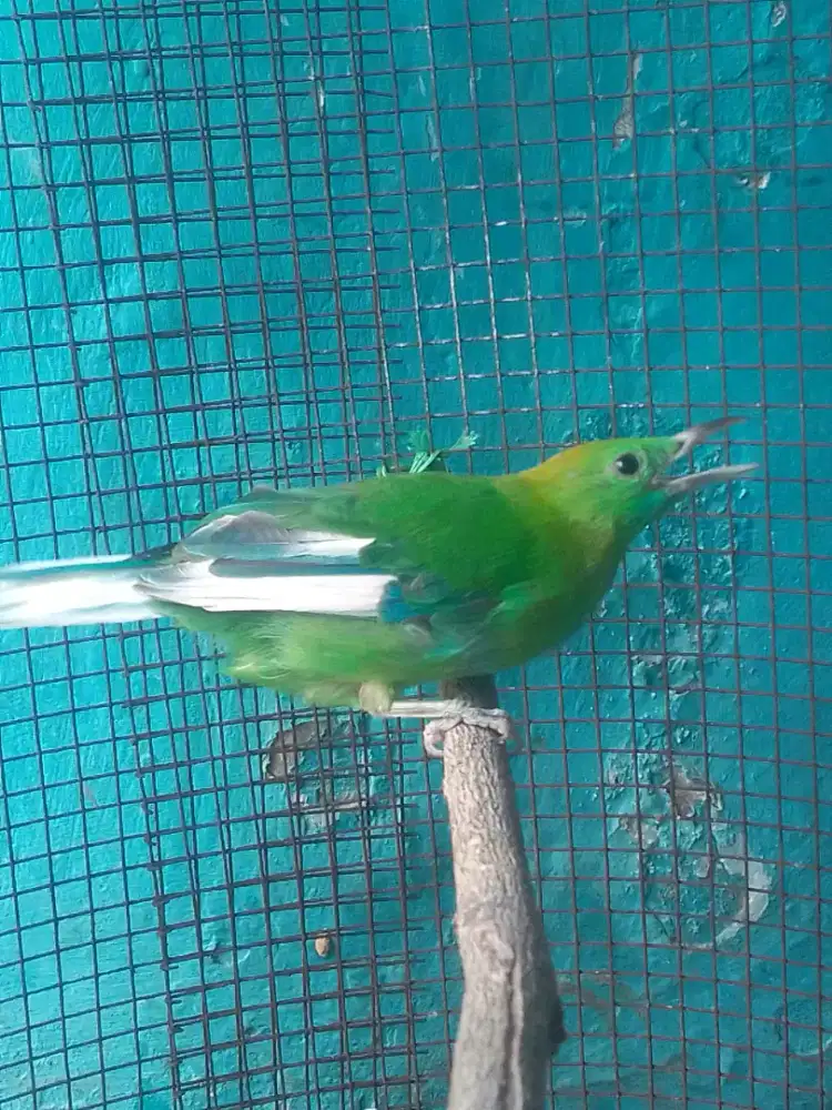 LOVEBIRD JOSAN WARNA EXTREME BUAT KOLEKSI 800 BURJA