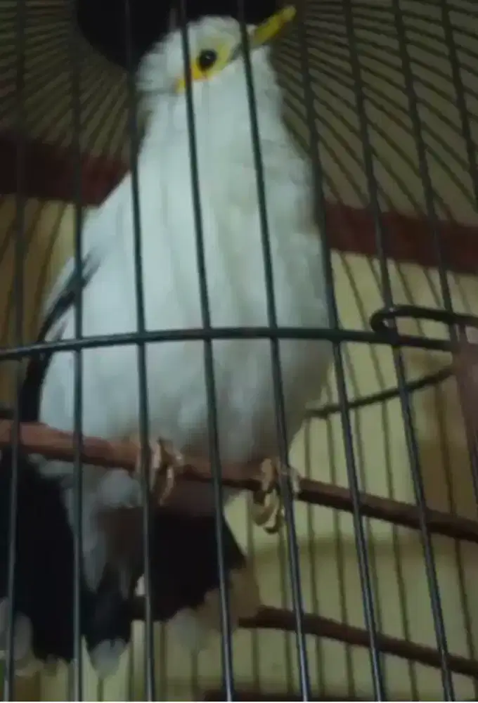 LOVEBIRD NON KLEP GACOR CETREKAN 1 JUTA FULSET NET