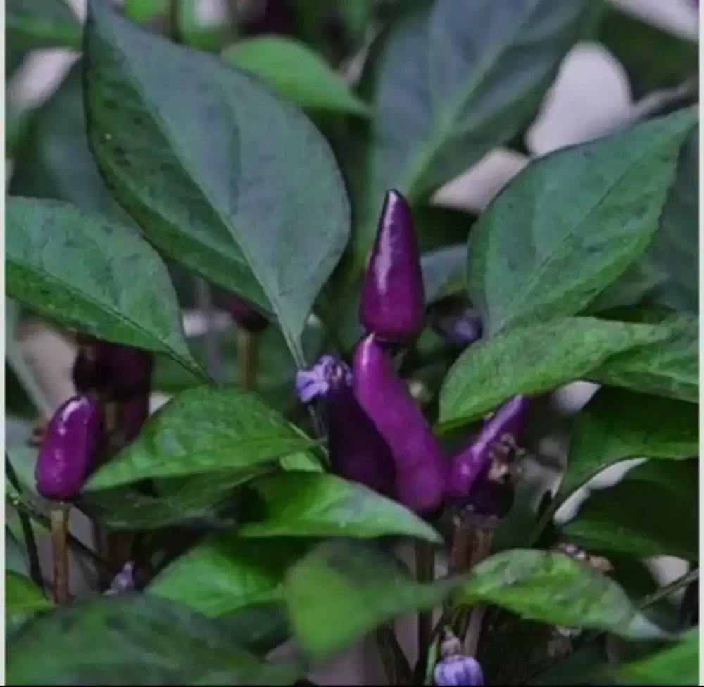 Pohon Cabe Ungu Siap Kirim