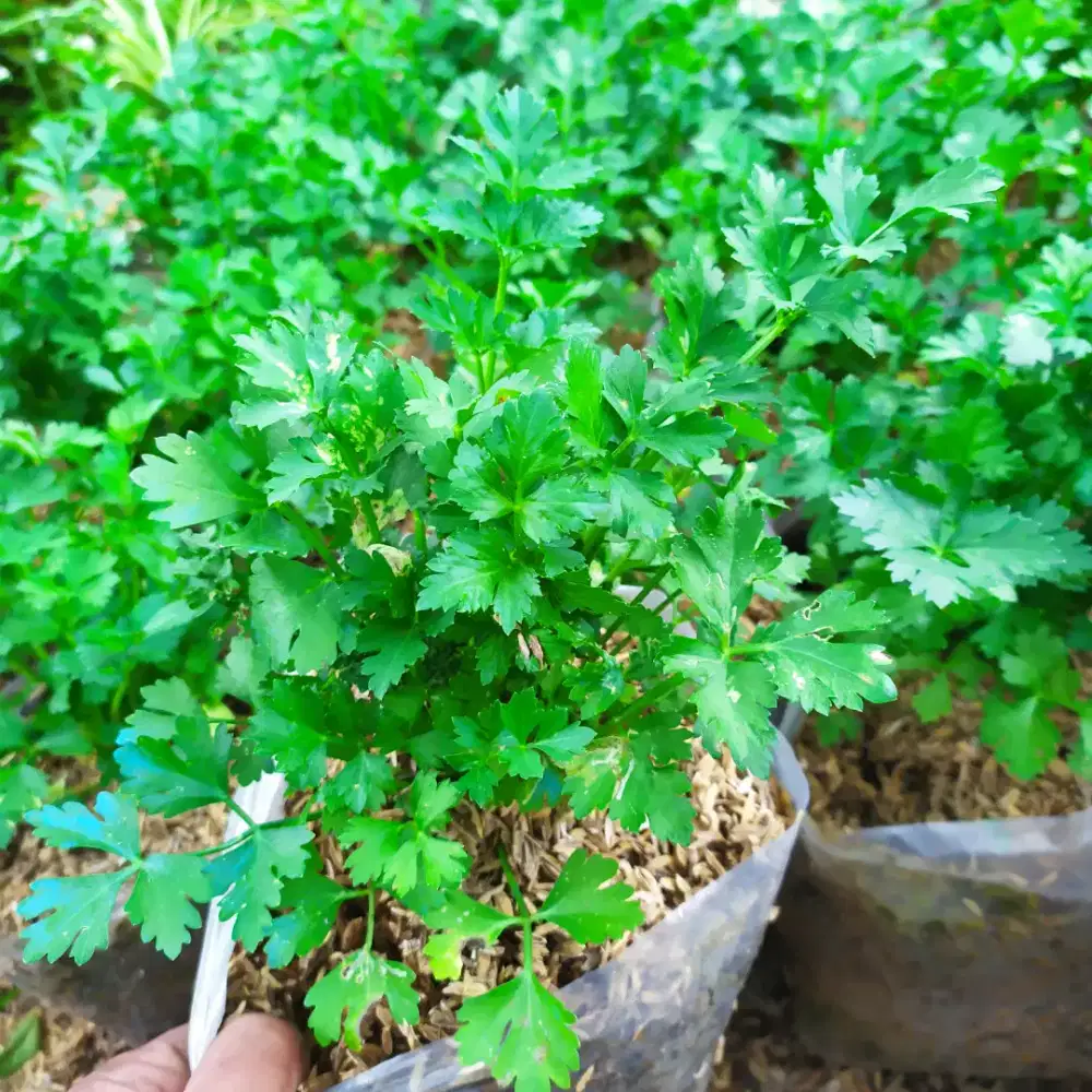 Pohon Seledri Murah Siap Kirim