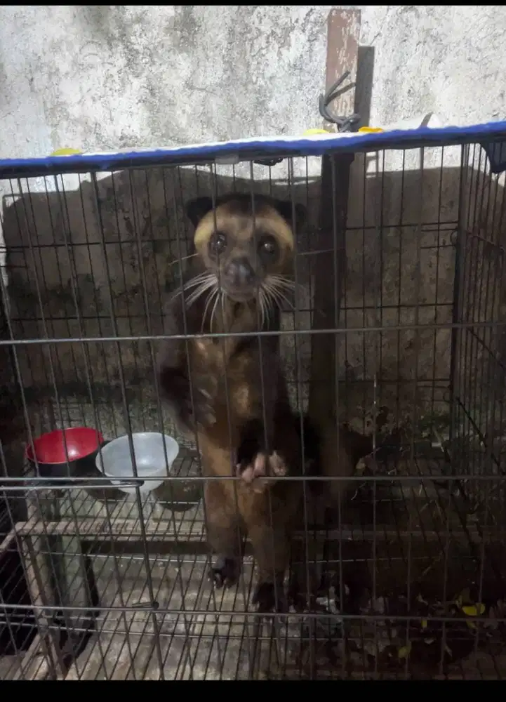 Musang Bulan Dewasa