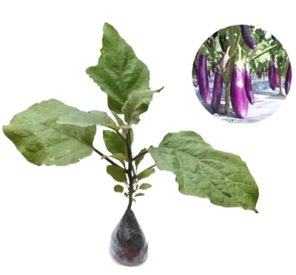 Pohon Terong Ungu dan Pohon Terong Hijau Siap Kirim