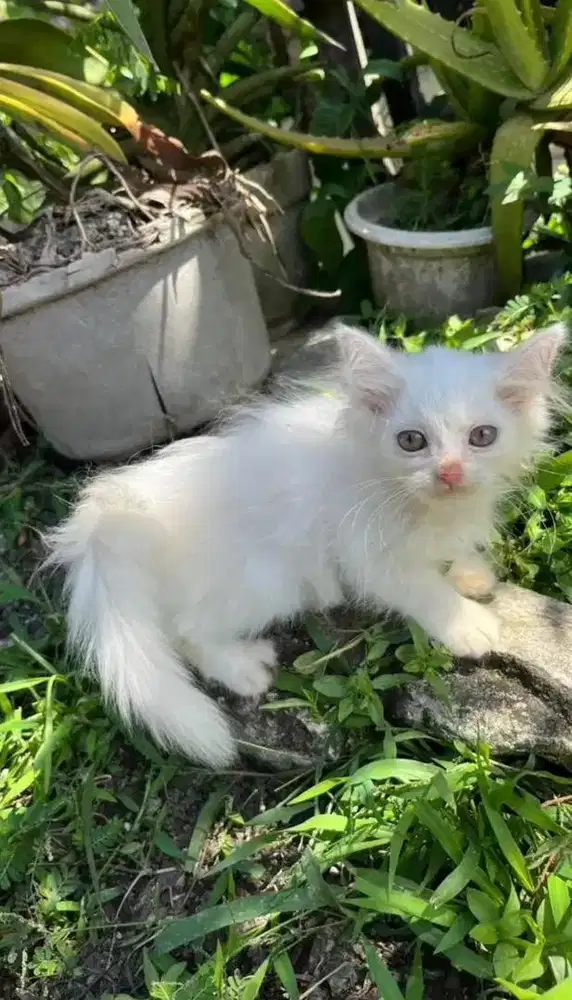 JUAL ANAK KUCING ANGGORA PERSIA