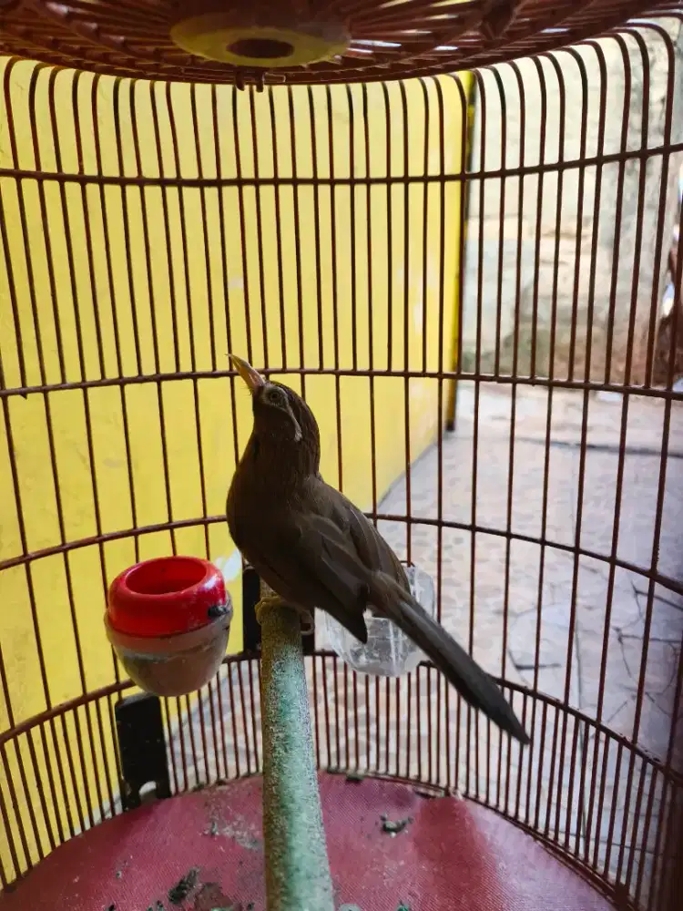 Burung Wambi Sepasang Siap Ternak