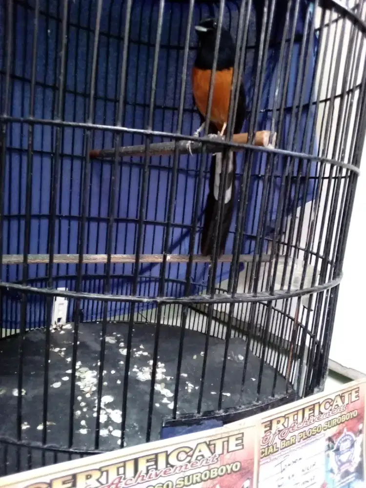 Burung murai batu prestasi stabil.