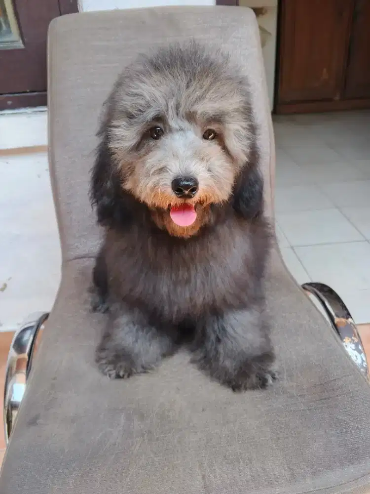 Poodle Silver Jantan Stamboom