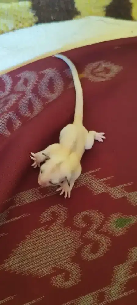 Sugar glider Joey tpm dan mozaic