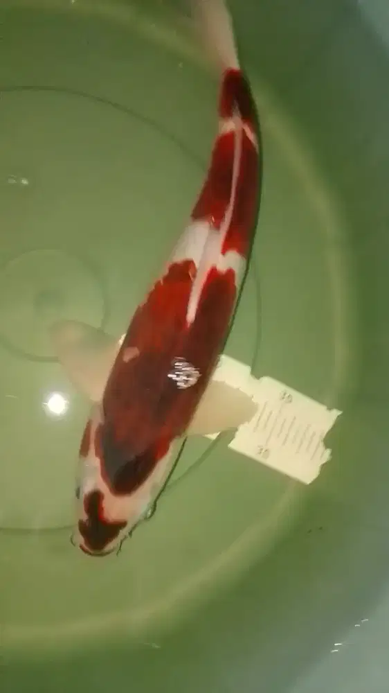 Ikan koi jenis Budo Goromo 37cm pola original