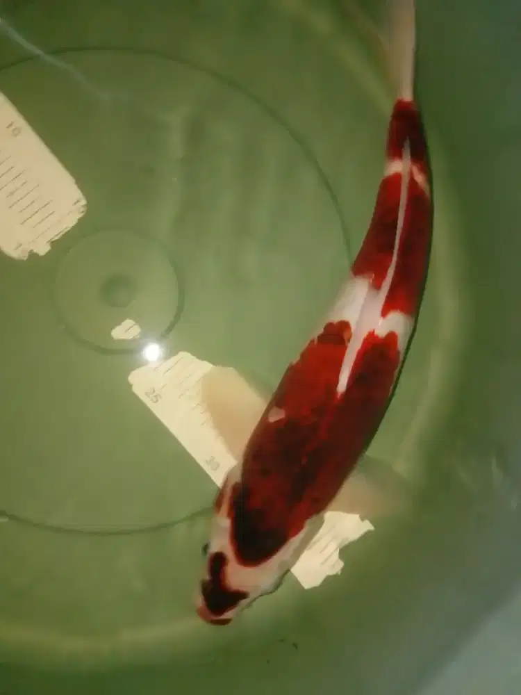 Ikan koi jenis Budo Goromo 37cm