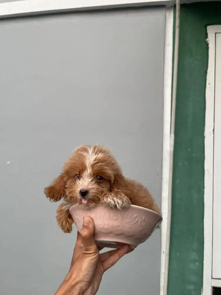 Tiny party poodle jantan rare
