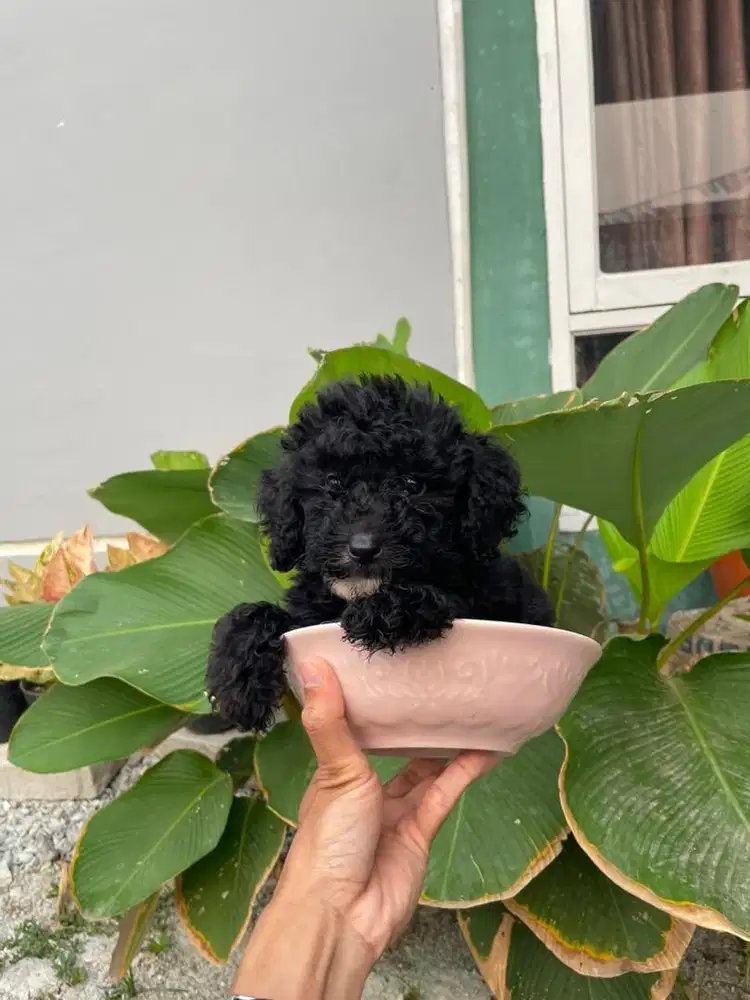 Poodle silver tiny jantan